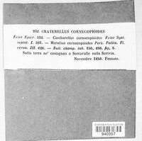 Craterellus cornucopioides image